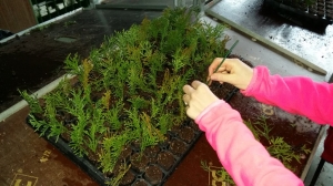 Grupa Kapias sadzonkowanie    