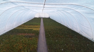 Grupa Kapias sadzonkowanie    