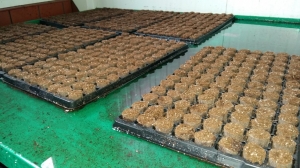 Grupa Kapias sadzonkowanie    