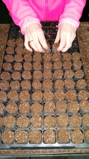 Grupa Kapias sadzonkowanie    