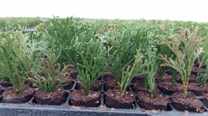 Grupa Kapias sadzonkowanie    