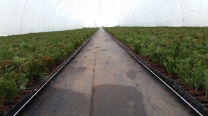 Grupa Kapias sadzonkowanie    