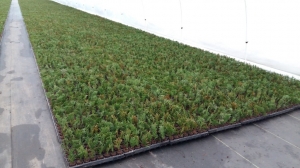 Grupa Kapias sadzonkowanie    