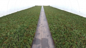 Grupa Kapias sadzonkowanie    