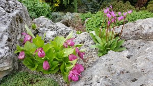 Grupa Kapias skalniak    