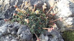 Grupa Kapias skalniaki      