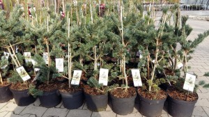 Grupa Kapias sosny Pinus parviflora Negishi           