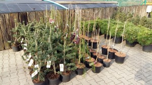 Grupa Kapias sosny szczepione           