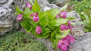 Grupa Kapias storczyk    