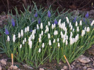 Grupa Kapias Szafirek      