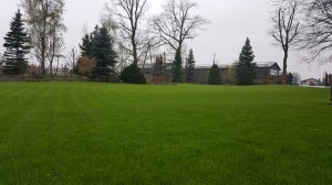 Grupa Kapias trawnik      