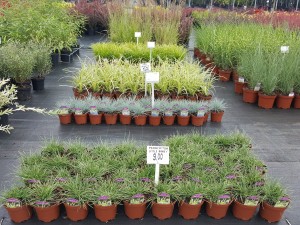 Grupa Kapias trawy w odmianach 