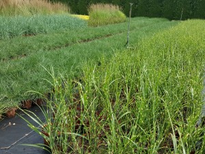 Grupa Kapias trawy w odmianach 