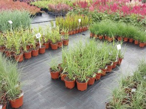 Grupa Kapias trawy w odmianach 