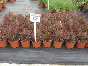 Grupa Kapias trawy (Pennisetum Rubrum Dwarf) 