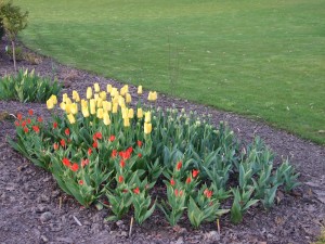 Grupa Kapias tulipany      