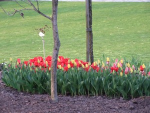 Grupa Kapias tulipany      