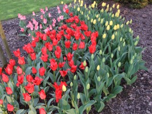 Grupa Kapias tulipany      