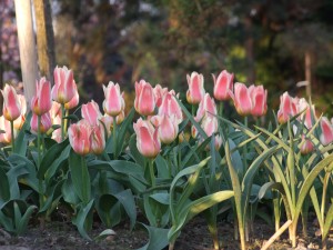 Grupa Kapias tulipany   