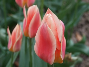 Grupa Kapias tulipany    