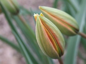 Grupa Kapias tulipany   