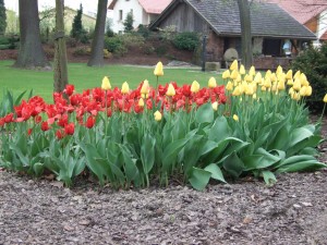 Grupa Kapias tulipany   