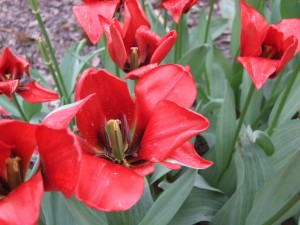 Grupa Kapias tulipany    