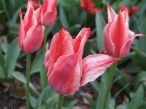 Grupa Kapias tulipany   