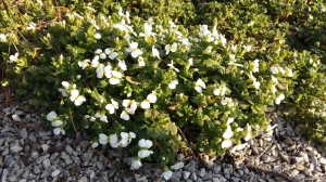 Grupa Kapias wiosna w ogrodzie   