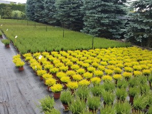 Grupa Kapias Wrzosy w odmianach (calluna) 