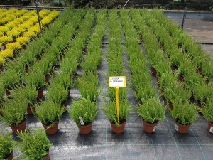 Grupa Kapias Wrzosy w odmianach (calluna) 