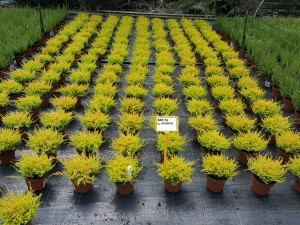 Grupa Kapias Wrzosy w odmianach (calluna) 