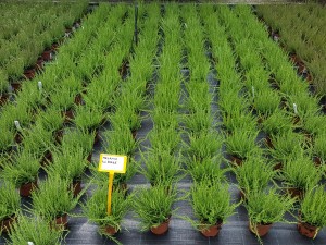 Grupa Kapias Wrzosy w odmianach (calluna) 