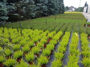 Grupa Kapias Wrzosy w odmianach (calluna) 