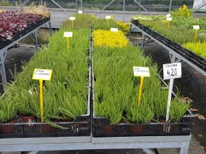 Grupa Kapias Wrzosy w odmianach (calluna) 