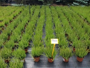 Grupa Kapias Wrzosy w odmianach (calluna) 