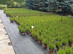 Grupa Kapias Wrzosy w odmianach (calluna) 