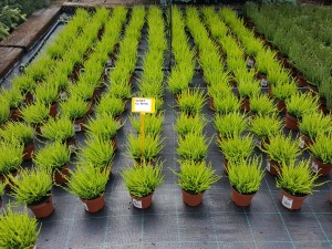 Grupa Kapias Wrzosy w odmianach (calluna) 