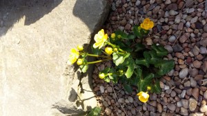 Grupa Kapias Kaczyńce     