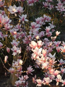 Grupa Kapias Magnolia      